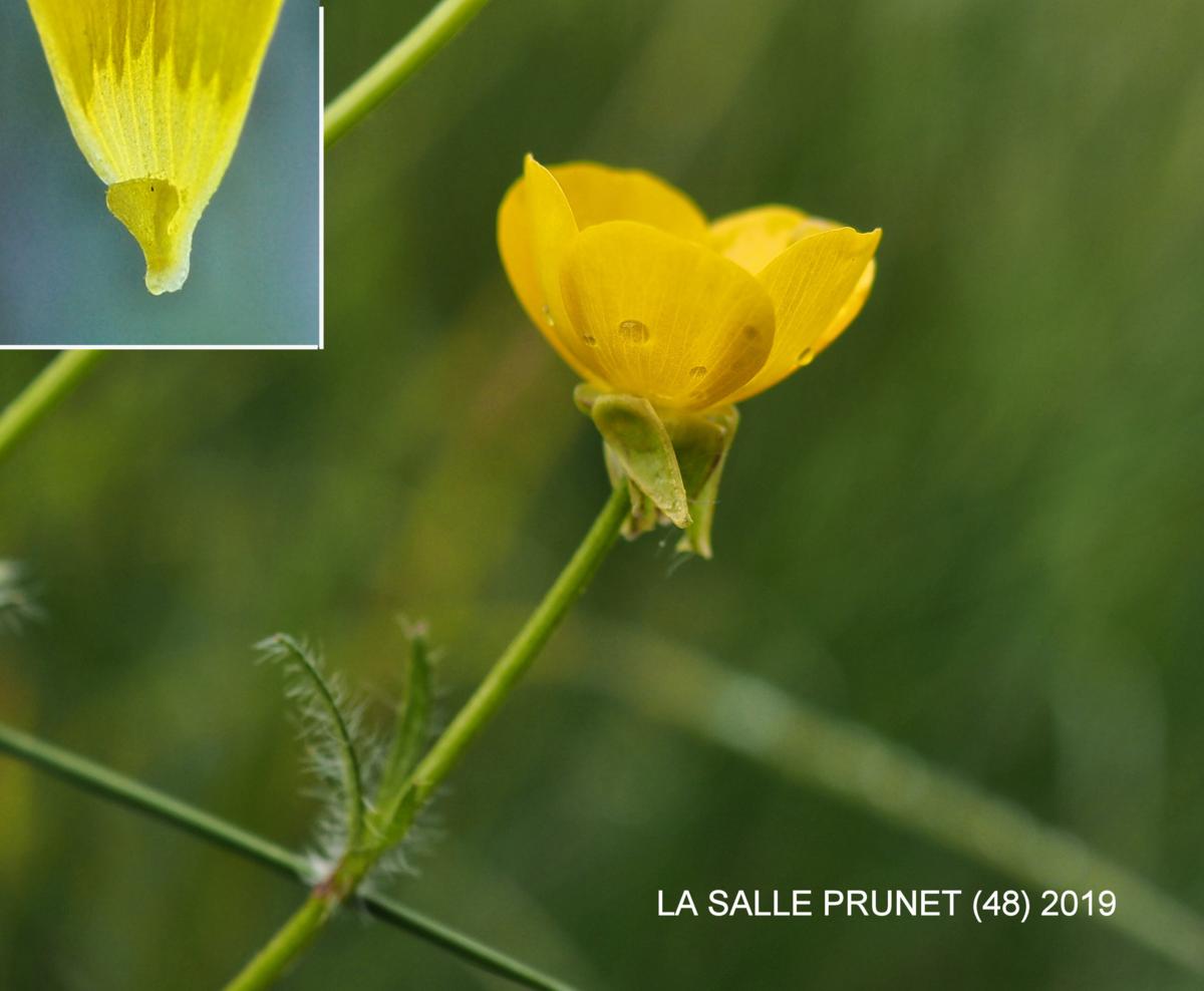 Buttercup, Bulbous flower